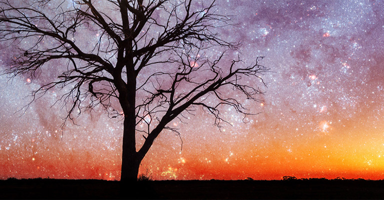 Silhouette of a leafless tree against a colorful starry night sky